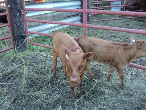 Cattle/Dexter Cattle | Lewis Family Farm