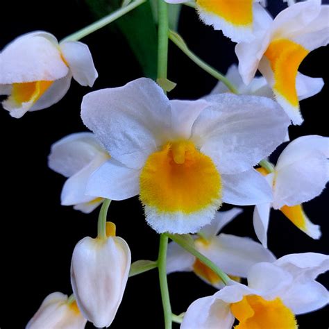 Dendrobium Orchid Colors| Dendrobium Orchids - Orchid-Tree