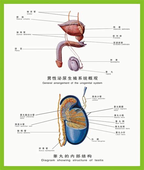 阴囊湿疹症状图片有来医生