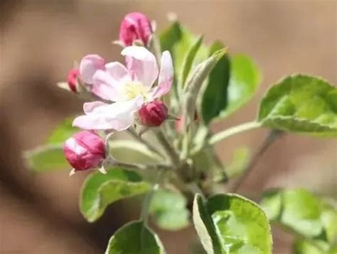 静宁好苹果•匠心德美果——苹果花开托起静宁果农的希望与梦想 中国果品流通协会