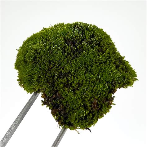 bryum sun moss milkshake  growing bryum moss bryum caespiticium
