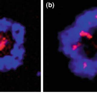 Lytic Granules Are On The Move Ctls Were Settled Onto Planar Lipid