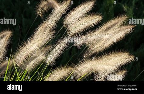 Ornamental Grass Plumes Stock Videos And Footage Hd And 4k Video Clips Alamy