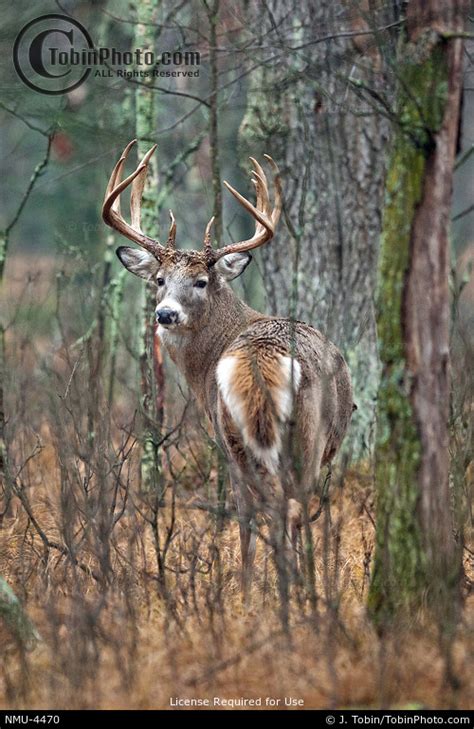 Image Of Deer In Dense Woods Nmu 4470