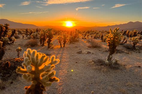 Cholla Cactus Garden in Joshua Tree: Ultimate Guide | Alexys Abroad