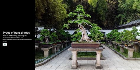 Types of bonsai trees