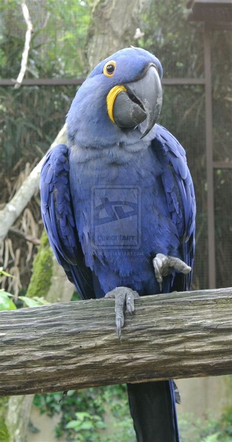 Glaucous Macaw : Biological Science Picture Directory – Pulpbits.net