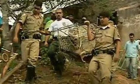 Lobo Guará é Encontrado Em Quintal De Casa Em Belo Vale Minas Gerais