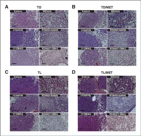 Figure From Combined Egfr Met Or Egfr Hsp Inhibition Is Effective