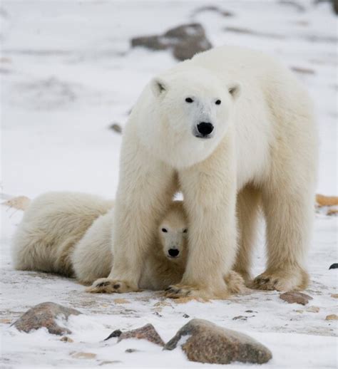 Premium Photo | Polar bear with a cubs in the tundra. canada.