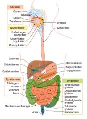 categorysvg human digestive system wikimedia commons