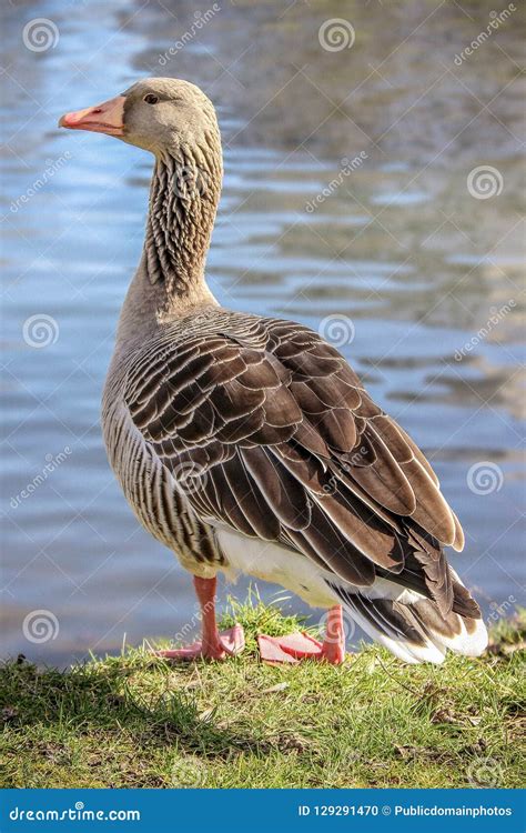 P Ssaro Pato P Ssaro De Gua Gansos Dos Patos E Cisnes Imagem