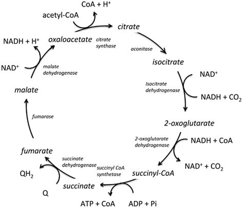 The tricarboxylic acid cycle (TCA) from E. coli. The enzymes catalyzing... | Download Scientific ...