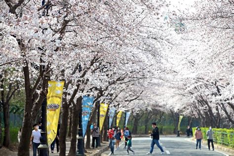 Seoul's Cherry Blossom Blooming Begins on Earliest Date on Record | Be ...