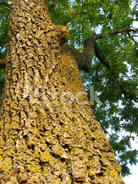 Old Walnut Tree stock photos - FreeImages.com