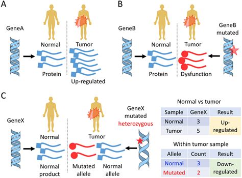 Schematic Diagram Of Gene Expression And Mutation In Tumors A