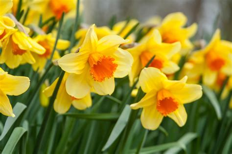 Daffodil Blindness Specialist Growers Share Common Reasons Narcissus