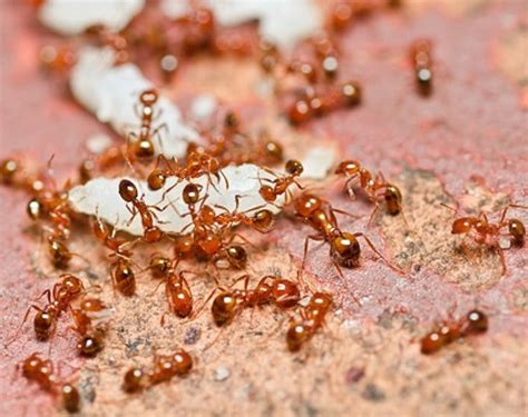 Oklahoma Ant Id Guide Emtec Pest Control