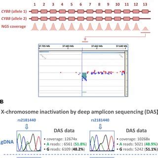 Identification Of A Heterozygous Cybb Exon Deletion And Skewed X