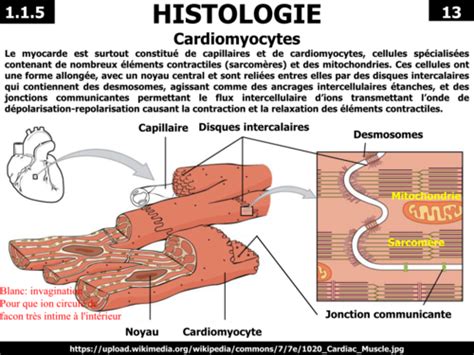 Le Tissu Musculaire Cardiaque Flashcards Quizlet