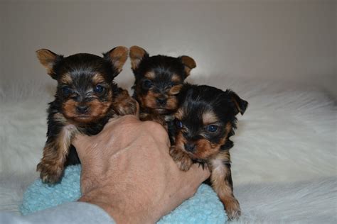 Akc Yorkie Puppies For Sale In Tn Northshore Yorkshire Terriers