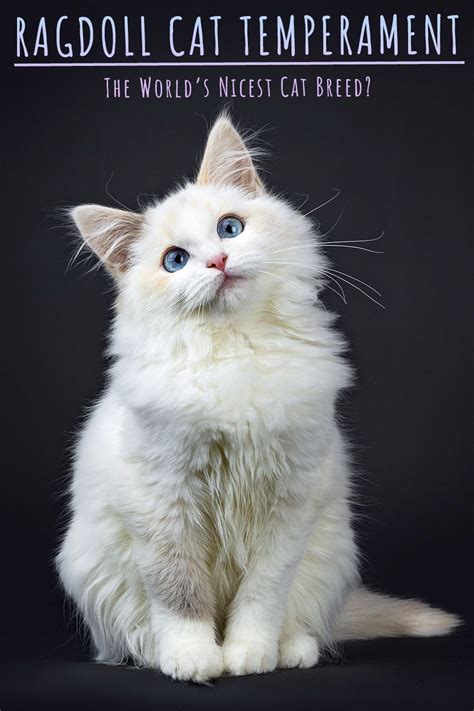 Ragdoll Cat Care Traits And Breed Guide Artofit