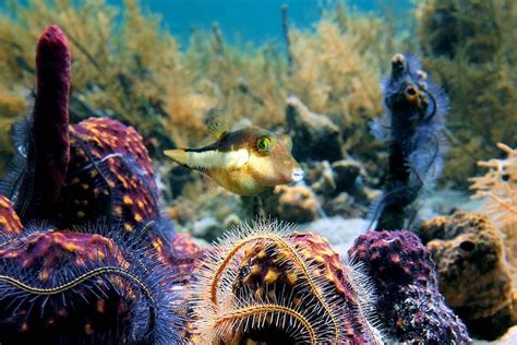 La Faune Sous Marine De L Le De Coco Costa Rica