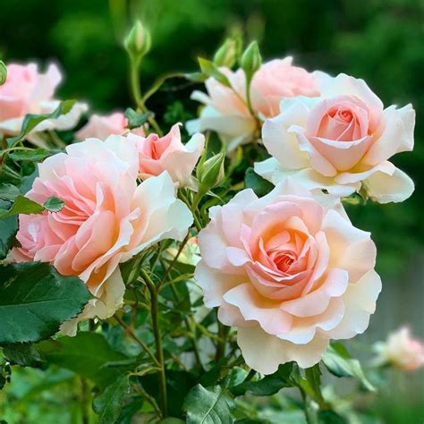 Chandos Beauty® | Roses' Name