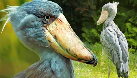 5 Amazing Facts about the Shoebill