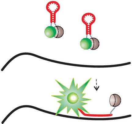 The scheme illustrating functioning of molecular beacons. The probes ...