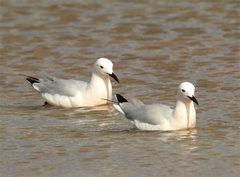 Gaviotas Picofinas Slender Billed Gull Gavina Cap B Flickr