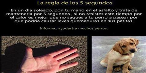 Cómo asegurarte de que tu perro no sufre quemaduras en sus patas en