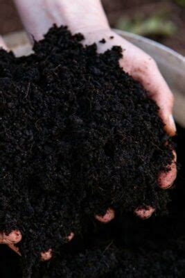 Black Cotton Soil: Everything You Need To Know