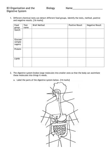 [ベスト] Digestive System Gcse Exam Questions Pdf 456951 Digestive System Gcse Exam Questions Pdf