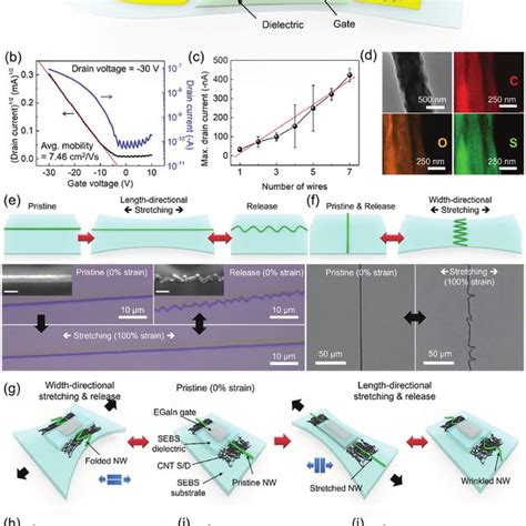 Deformable Fet With Serpentine Osc Nw A Schematic Illustration Of The