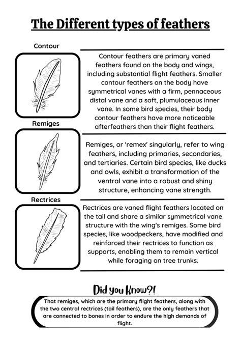 Different Types of Feathers – I Love Birds Company