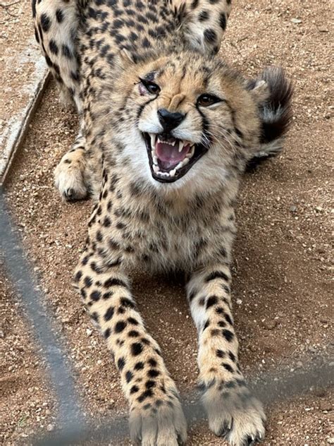 Fast and Furry-ous: Cheetah Conservation in Namibia | Cornell K. Lisa Yang Center for Wildlife ...