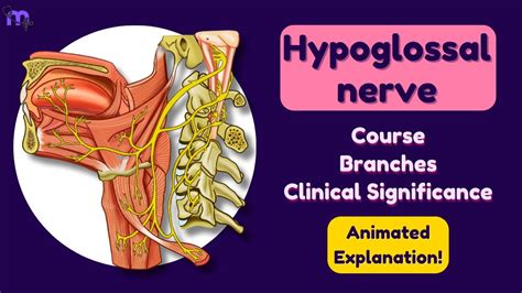 Hypoglossal Nerve Course Branches Clinical Significance Anatomy