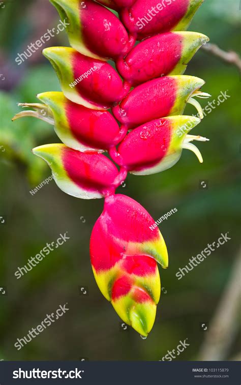 Wild Plantain Heliconia Amazon Rainforest Stock Photo 103115879 ...