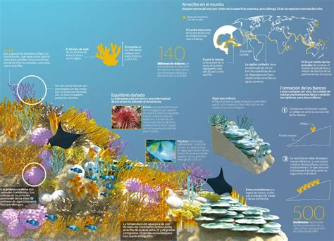 Infografia Corales Corales De Mar Arrecifes De Coral Coral