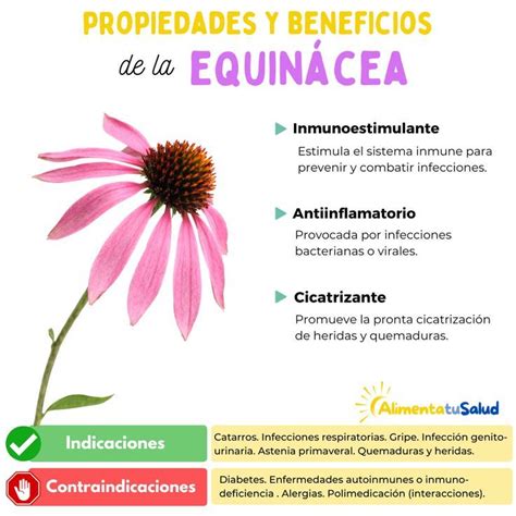 Equin Cea Propiedades Y Beneficios En Plantas Medicinales