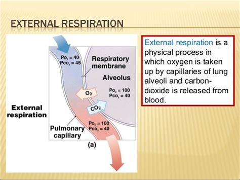 Grade 11 - External & Internal Respiration