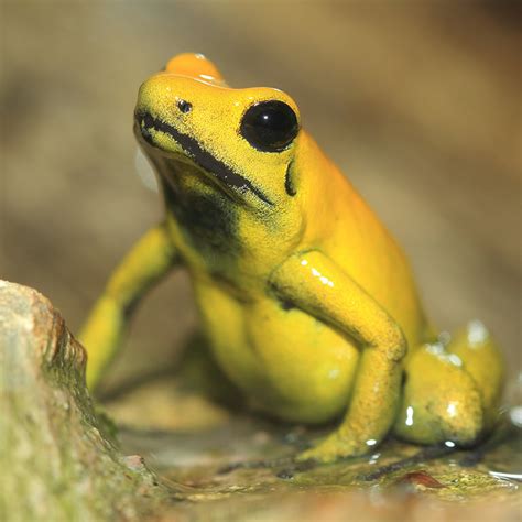 Golden Poison Dart Frog Facts The golden poison frog phyllobates ...