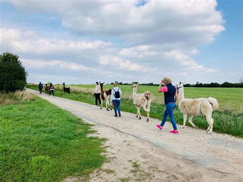 Ndr Podcast Unterwegs Mit Lamas Und Alpakas Von Katharina Jetter