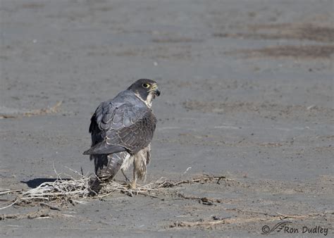 Peregrine Falcon – A Juvenile Transitioning Into Adult Plumage ...