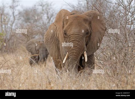 African Bush Elephants Loxodonta Africana Adult With A Male Baby