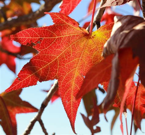 Close-up Red Maple Leaf · Free Stock Photo