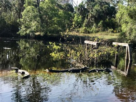 Gators Swamp Buggy Eco-Tour • McCool Travel