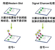 Western Blot