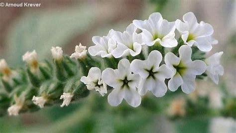 Heliotropium europaeum - Flores de los Caminos a Santiago